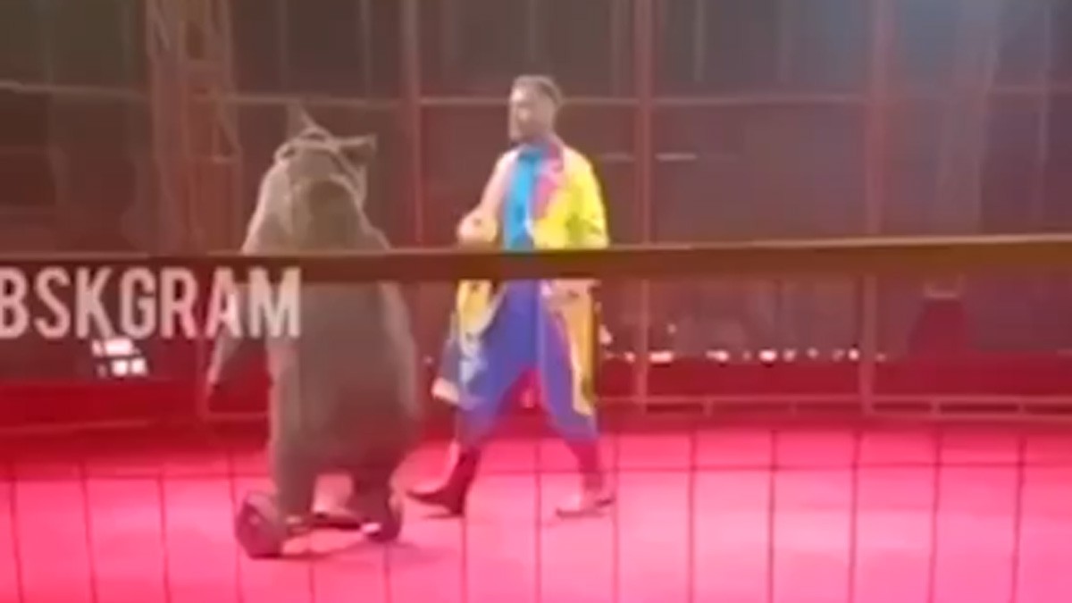 VIDEO Oso de circo pierde el control y se abalanza contra domador en plena función