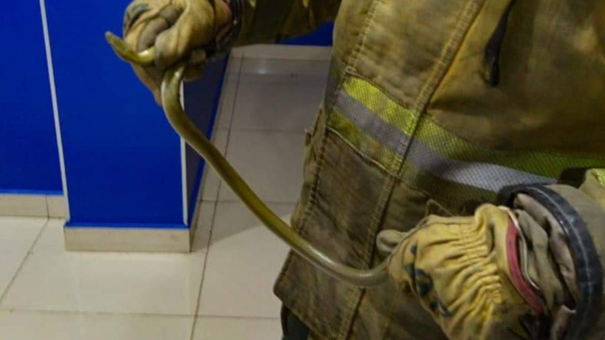 Asusta víbora que merodeaba salas de cine de Las Hilamas