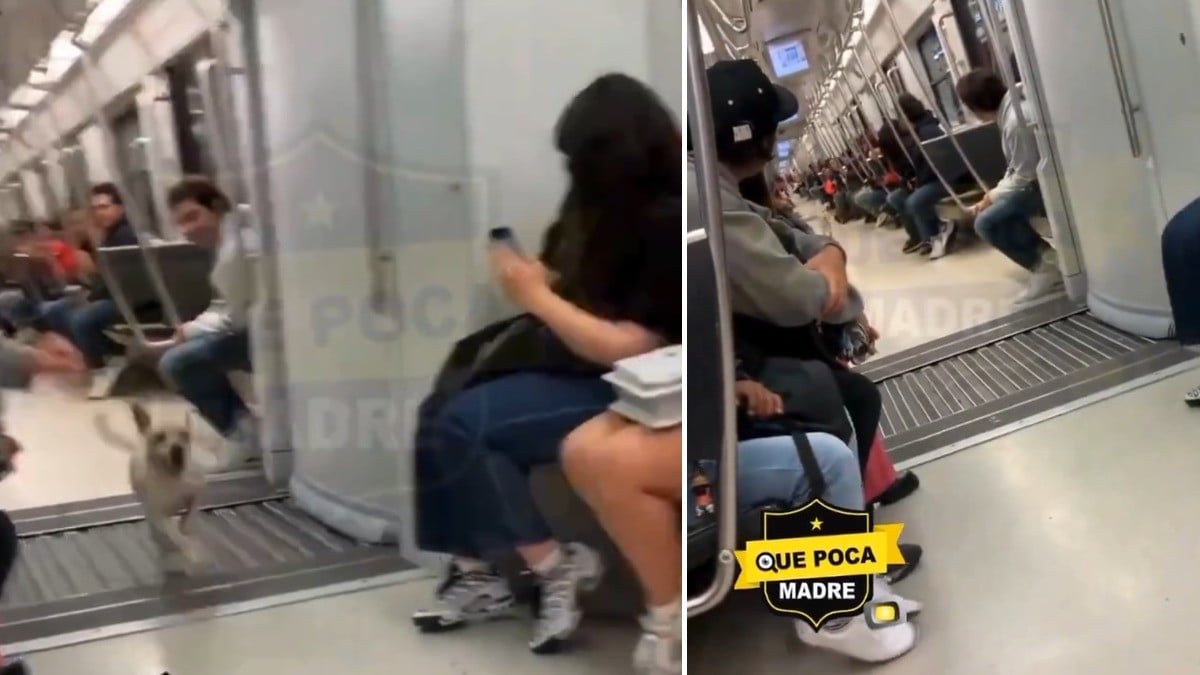¡Les hizo el día! Perrito sube al transporte público y cautiva al pasear de un lado a otro