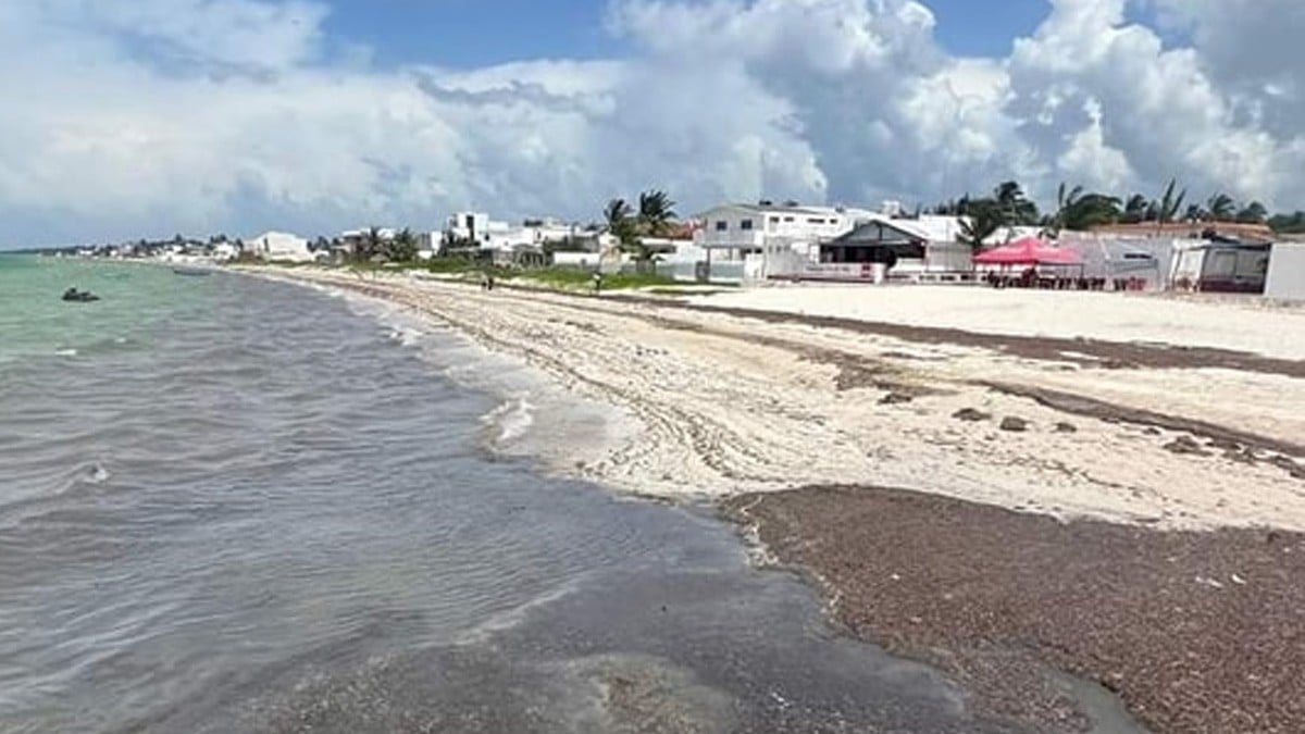 ¿Es culpa de Poseidón? Playa donde colocaron estatua del dios Chaac se llena de sargazo