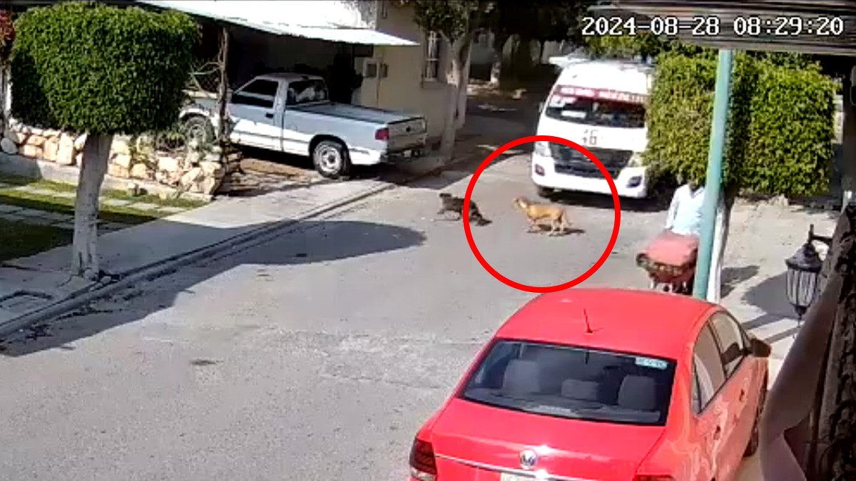VIDEO Perrito cruzaba la calle, pero vehículo del transporte público lo arrolla y lo mata