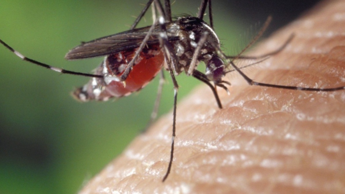 En estos municipios de Guanajuato hay dos muertes sospechosas por dengue