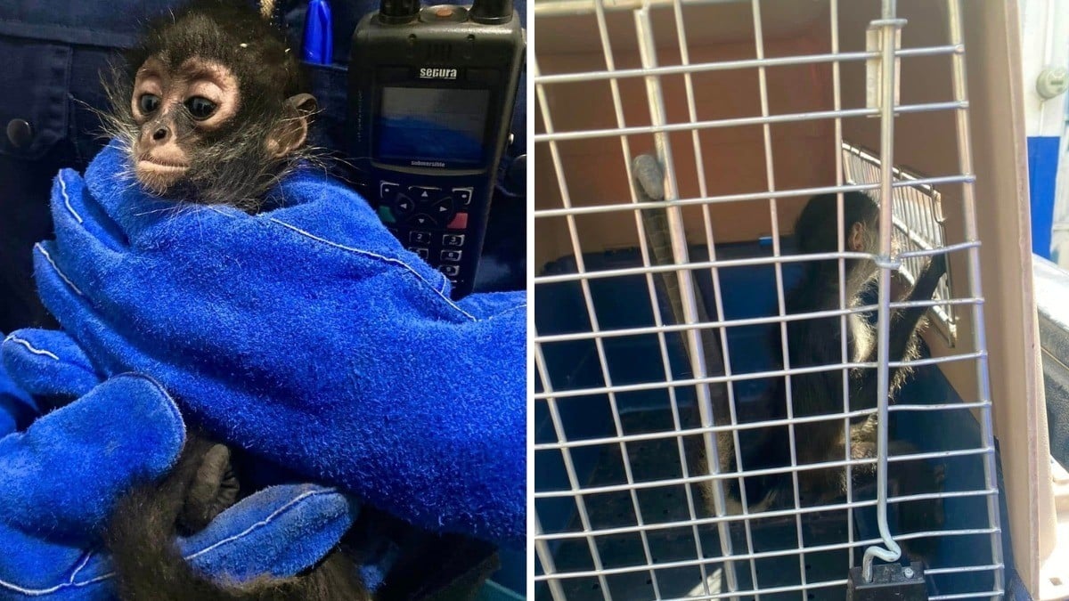 Mono araña rescatado en Mariano Escobedo está en peligro de extinción