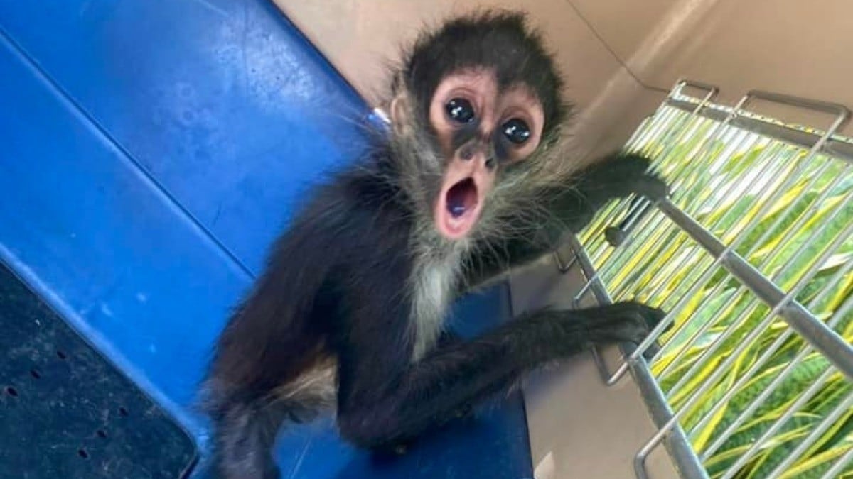 Recuperan un mono araña, un tigre y una tortuga en la última semana