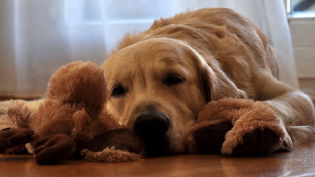 ¿Olor a mascota? Elimínalo de tu casa con estos sencillos pasos