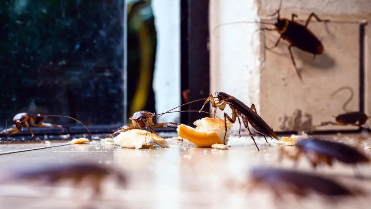 Acaba con las cucarachas con este remedio casero que usan en restaurantes y hoteles