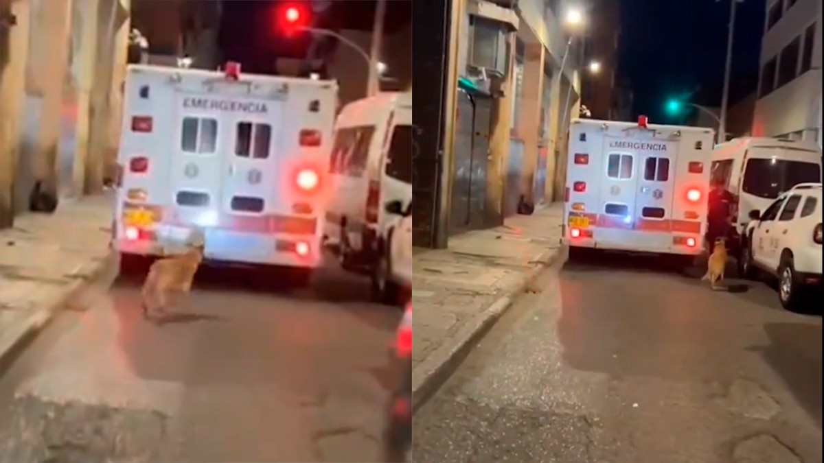 VIDEO Perrito persigue a ambulancia que llevaba a su amo y paramédicos hicieron esto