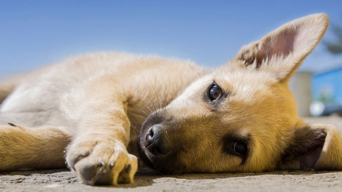 Denuncian a veterinaria en Paseos del Country por negligencia y muerte de mascotas