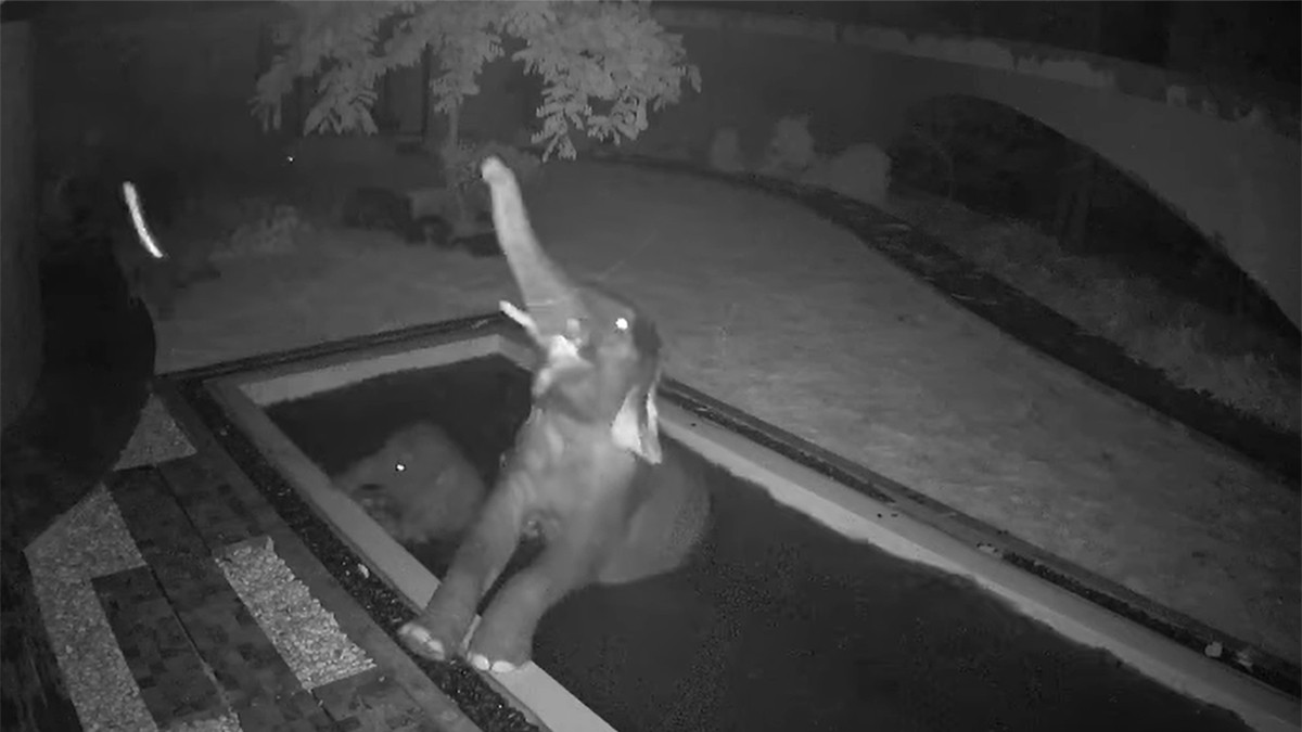 VIDEO Captan a tres elefantes bebés escabullirse a una casa para divertirse en la alberca