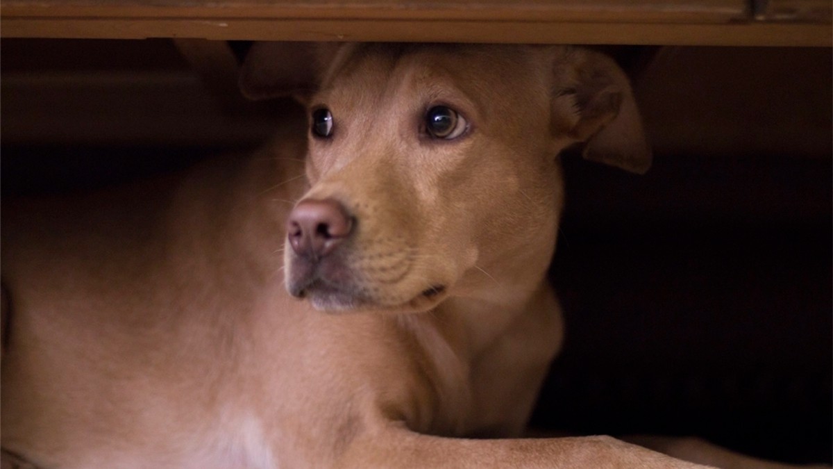 Utiliza este método para tranquilizar a tus perritos cuando escuchen cohetes