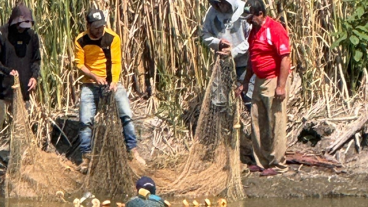 VIDEO ¡Revive la presa El Palote! Así fue el momento de la siembra de crías de mojarra
