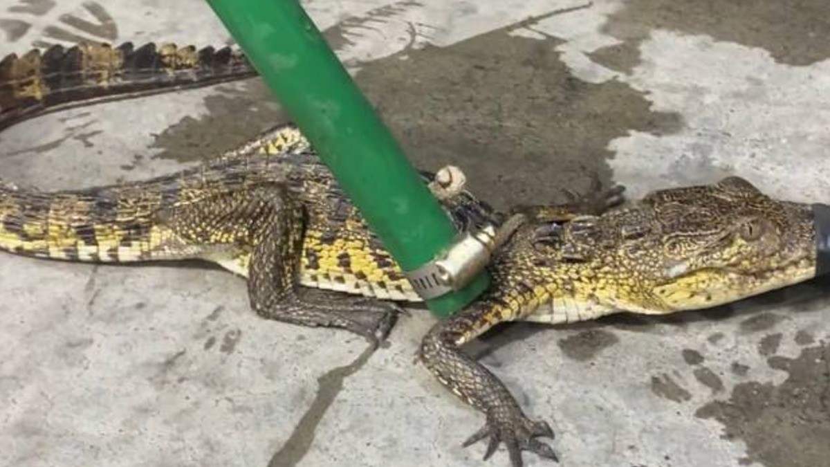 Vecinos de esta zona de León pidieron ayuda para atrapar a ¡caimán!