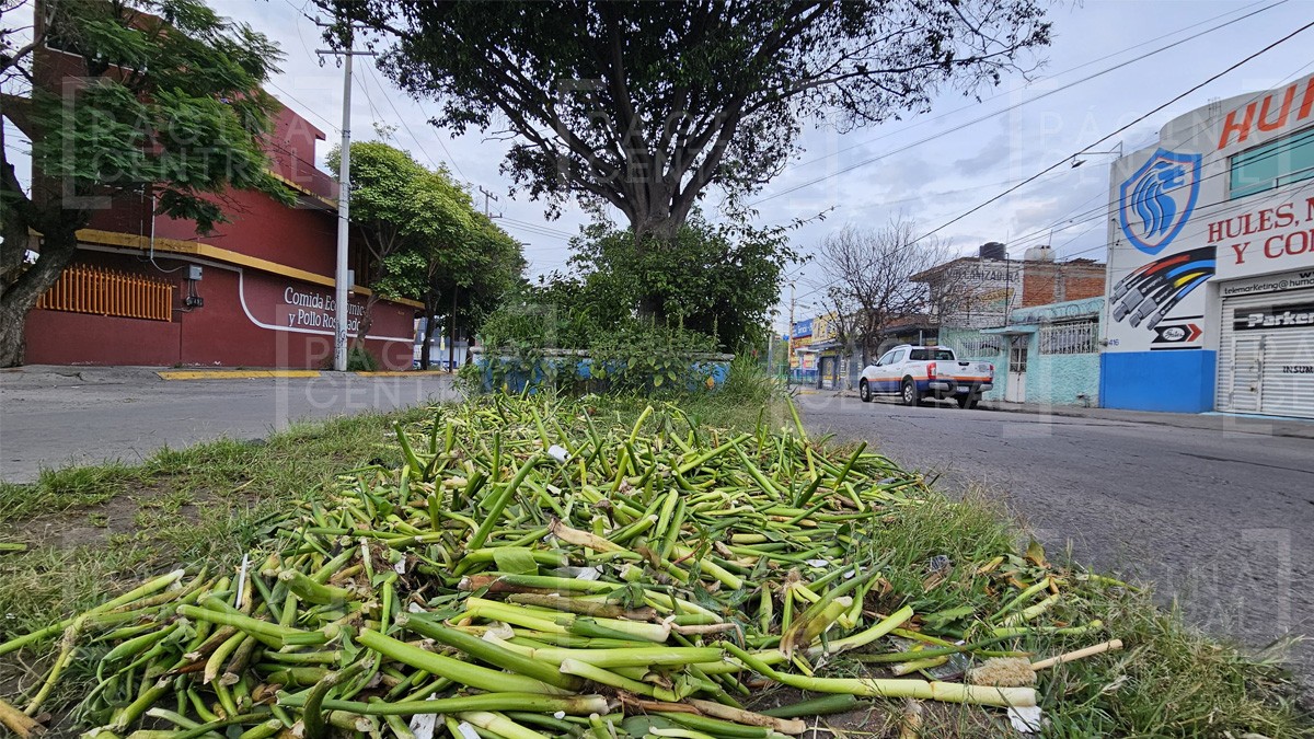 ¡Plaga del lirio llega a León! Tras tormenta, banquetas amanecen tapizadas de la planta
