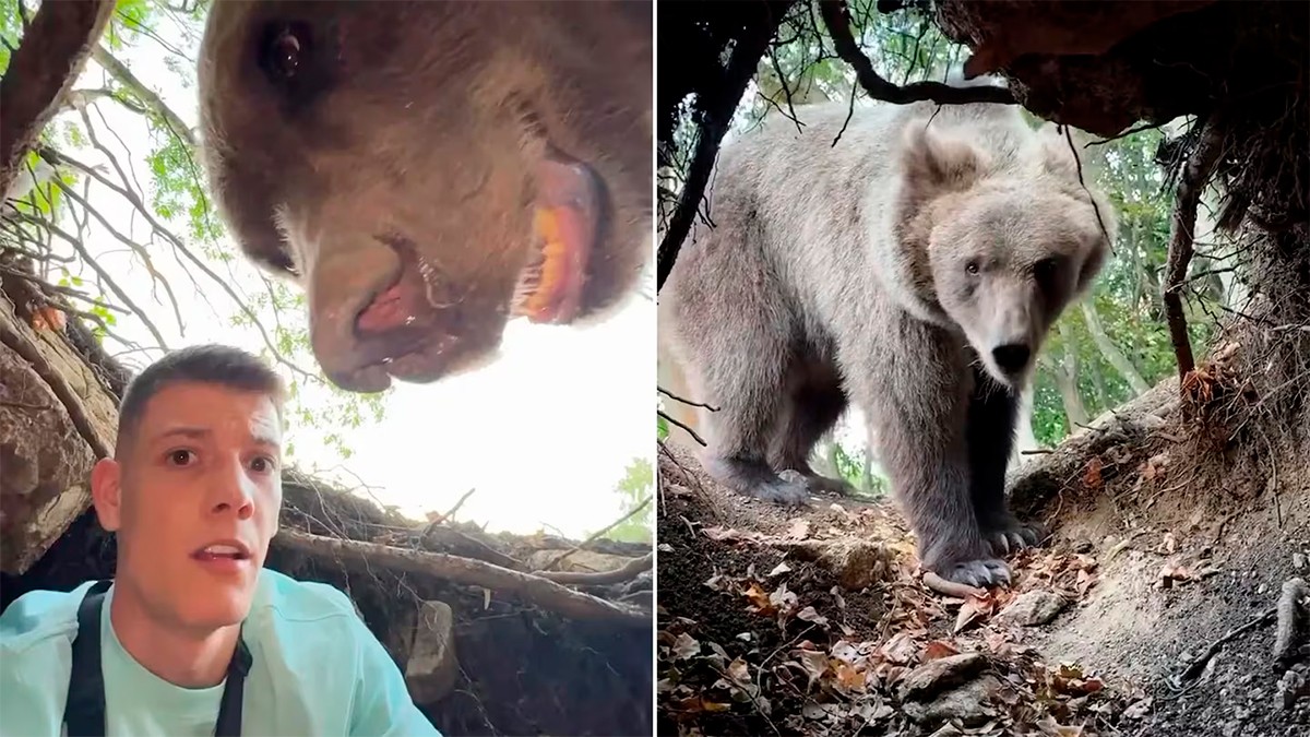 VIDEO Influencer explora la guarida de un oso, pero el animal regresó y esto ocurrió