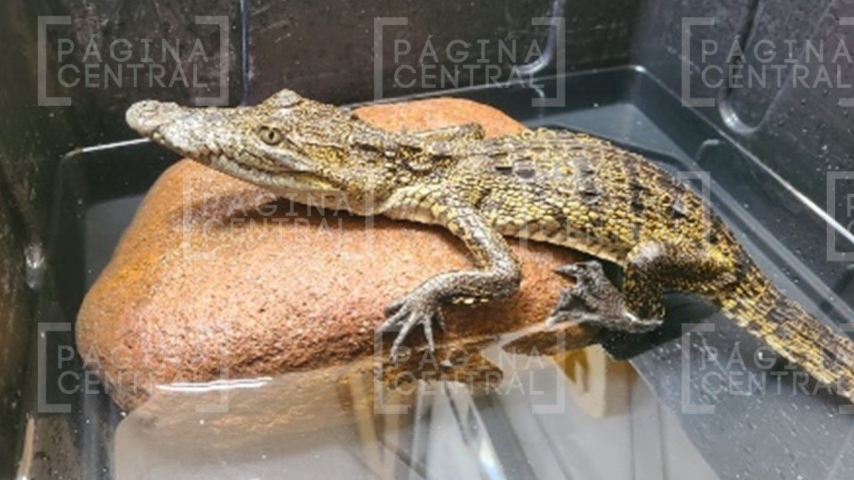 Cocodrilo salió de una coladera, al parecer era la mascota de alguien