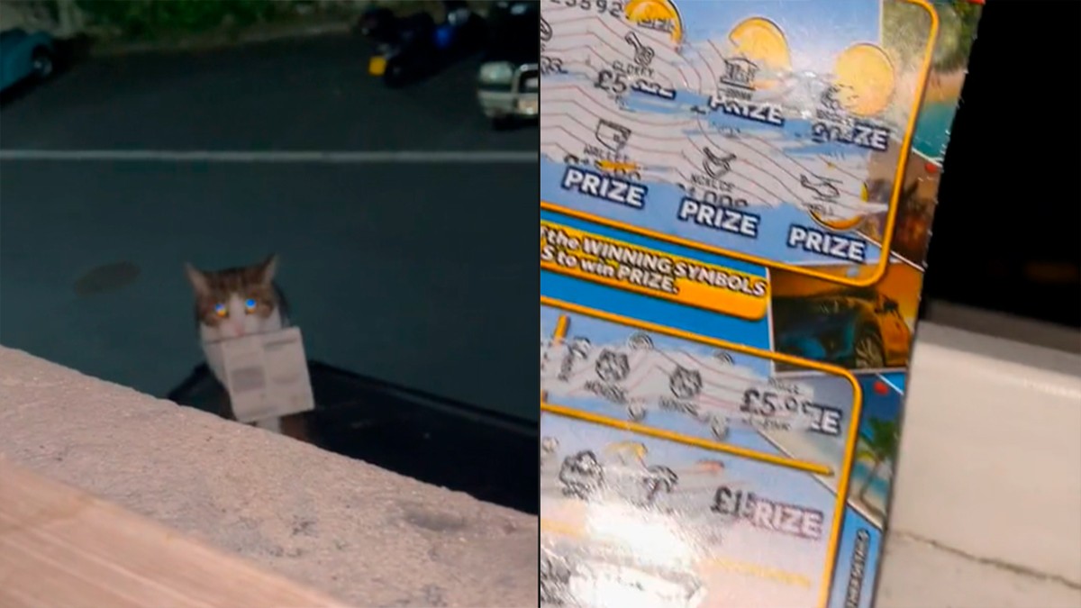 VIDEO Gato se roba un boleto de lotería ganador y se lo da a su dueña, se vuelve viral