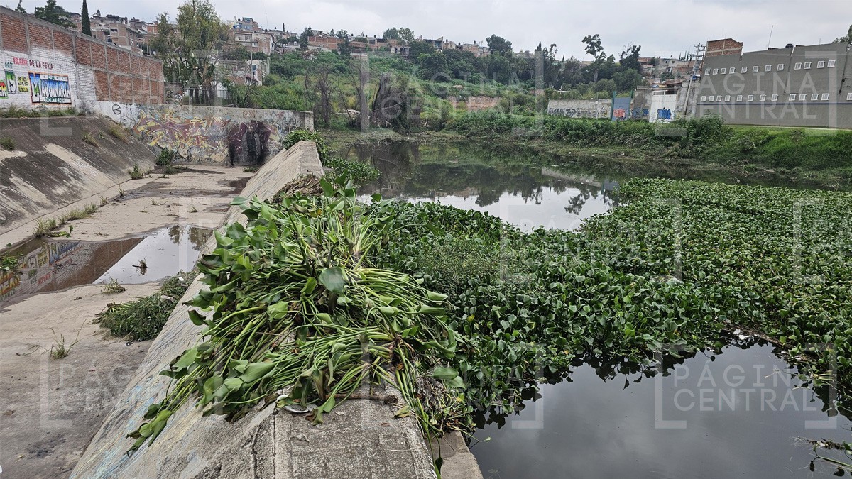 Lluvias en León: ¡Fueron 13 toneladas de lirio las recolectadas!