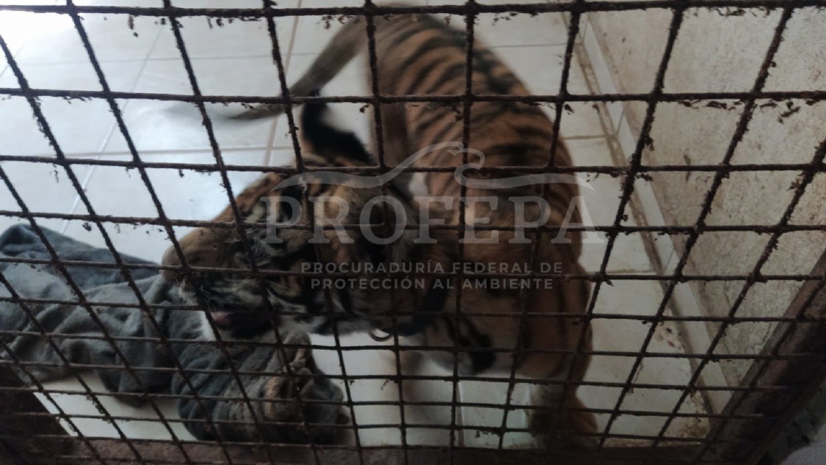 Zoológico de León ya está al tope, reubican a animales por falta de espacio
