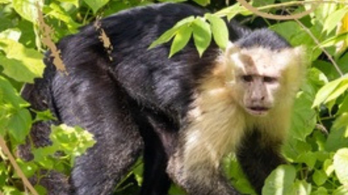 Hallan un mono en una cochera y al huir, trepa un poste y sufre descarga eléctrica