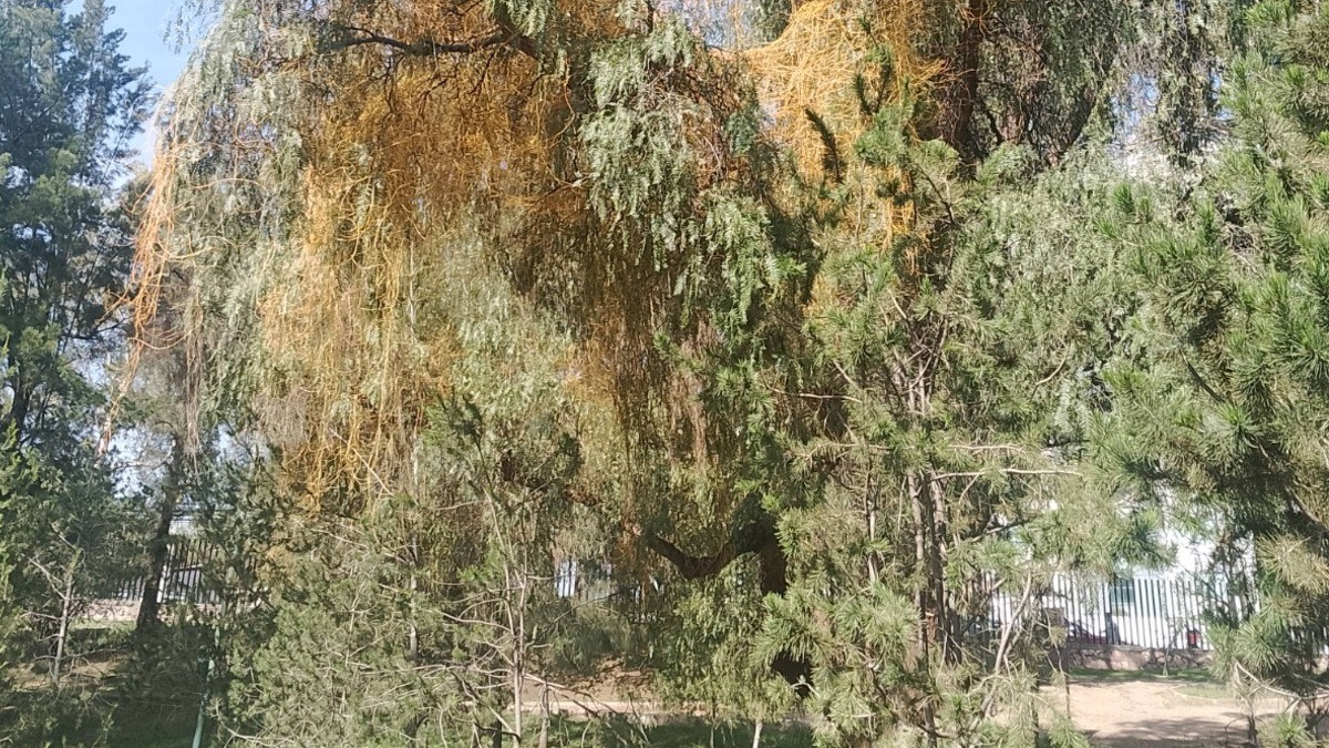 Muérdago, la plaga que amenaza los árboles de León