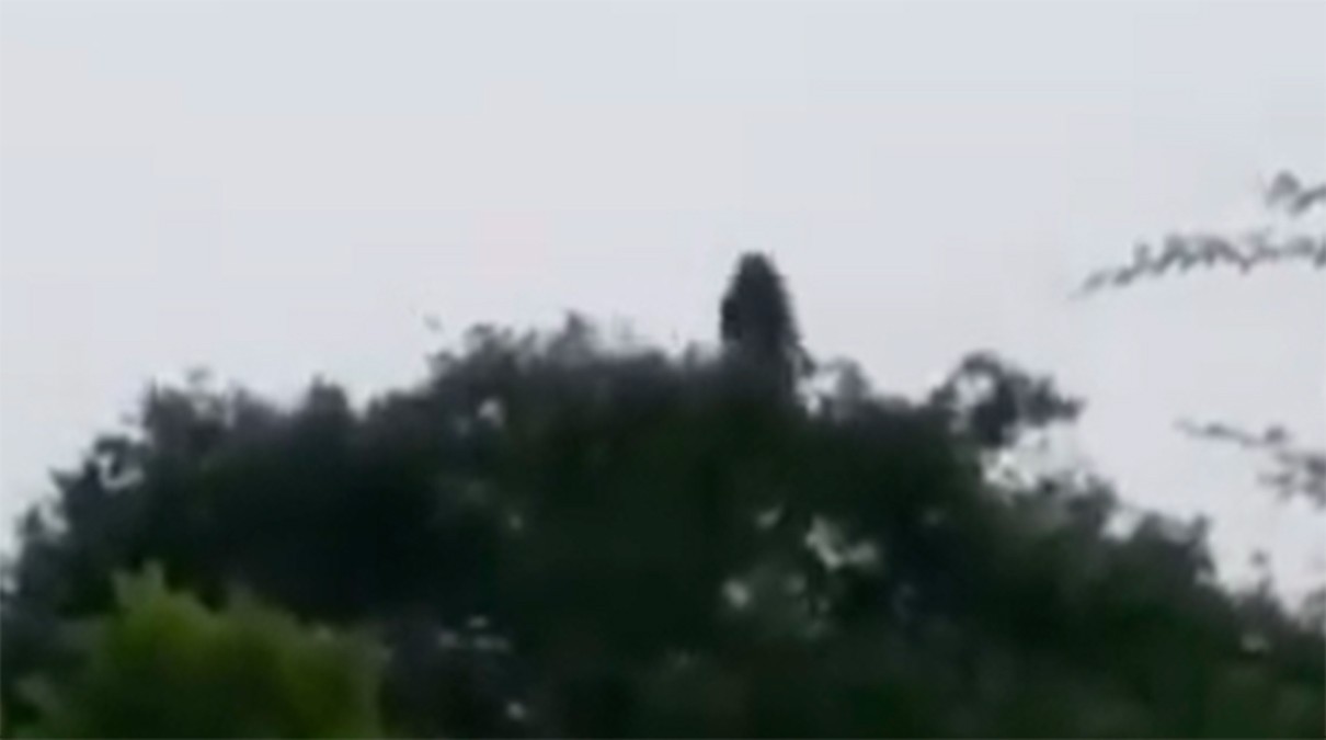 VIDEO ¡Aterrador! Captan a supuesta bruja en la copa de un árbol en Veracruz