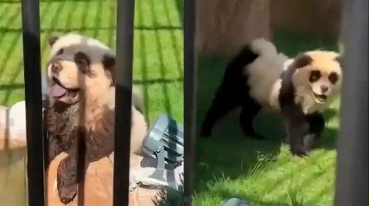 VIDEO Este zoológico ‘disfrazó’ perros para presentarlos como pandas, ofrece disculpas