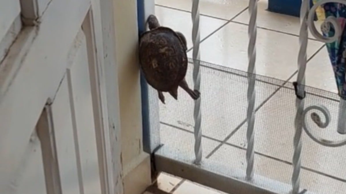 VIDEO Captan increíble escape de tortuga que saltó la barrera que le puso su dueña