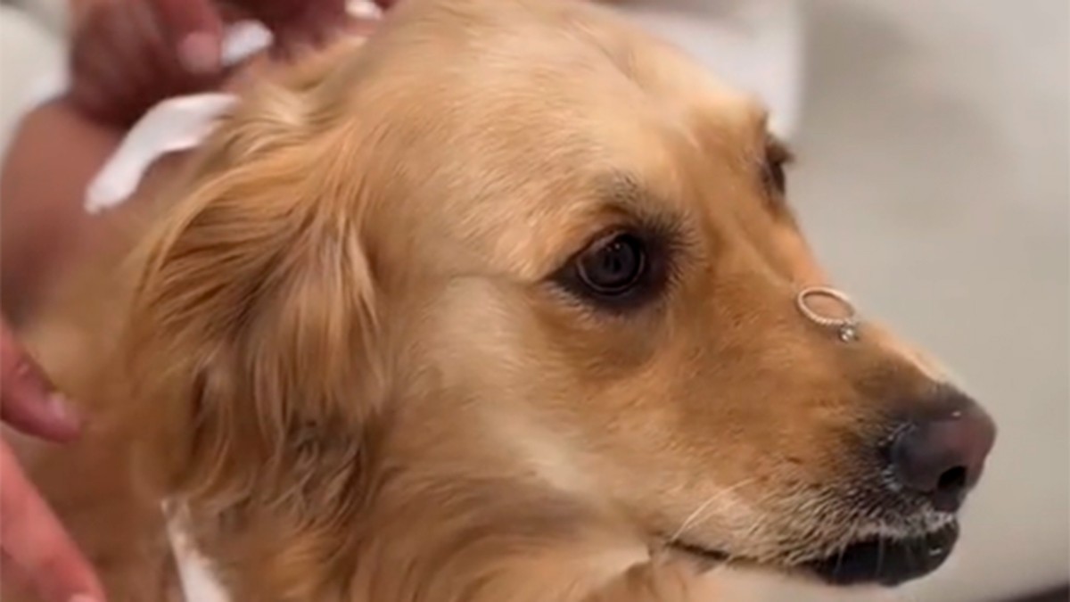 VIDEO Perrito ayudaría a pedir la mano de una novia, pero se come el anillo de compromiso