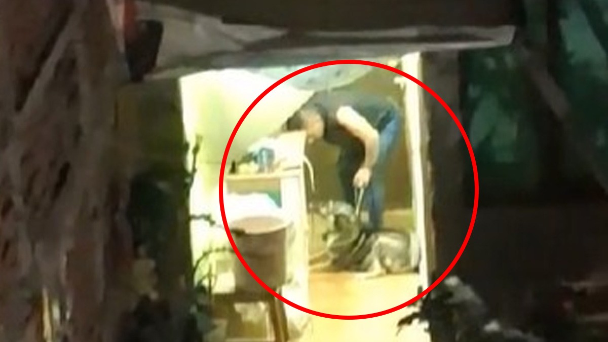 Rescatan a tres perritos presuntamente maltratados en León; buscan sancionar al dueño