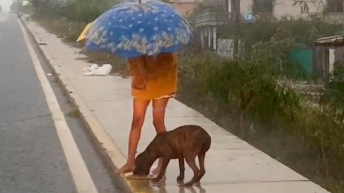 VIDEO Niña sale a la calle durante huracán en Guerrero para alimentar a perrito callejero