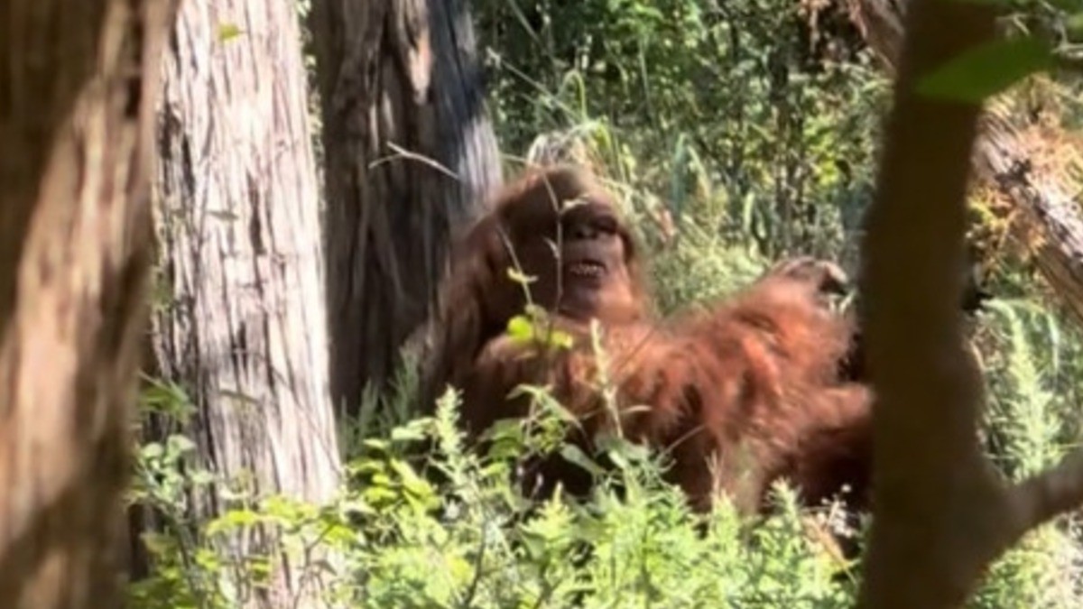 Excursionista graba el video más claro de Pie Grande; ¿será realidad?