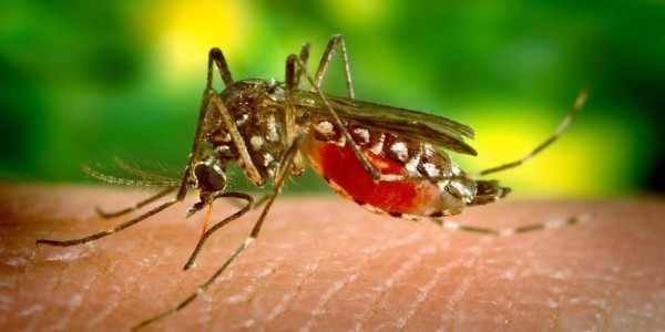 ¡Más muertes por dengue! Ataca virus más agresivo y ya van nueve casos en este estado