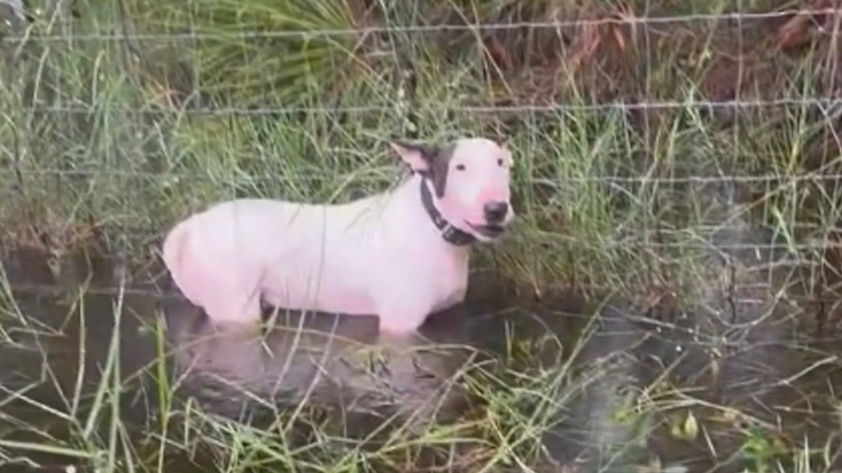 VIDEO Policías salvan a perrito amarrado a un poste antes de la llegada del huracán ‘Milton’