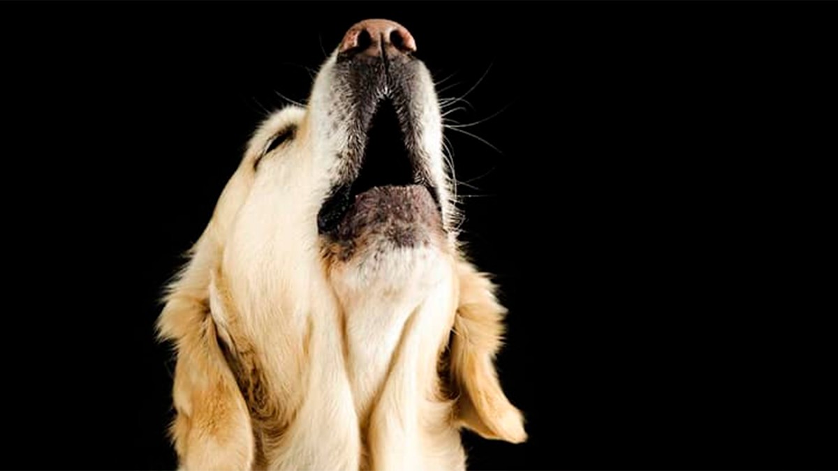 Según la ciencia, esta es la razón por la que los perros aúllan cuando alguien muere