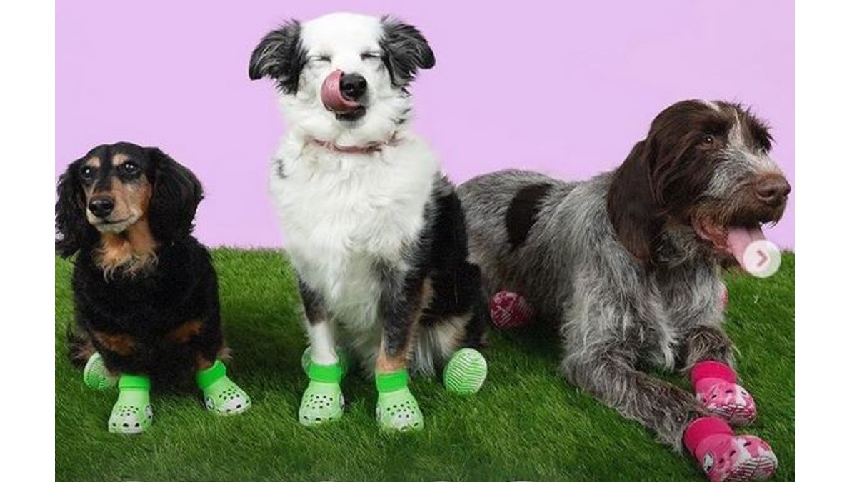 ¡Estilo y comodidad para tus mascotas! ¿Con Crocs?