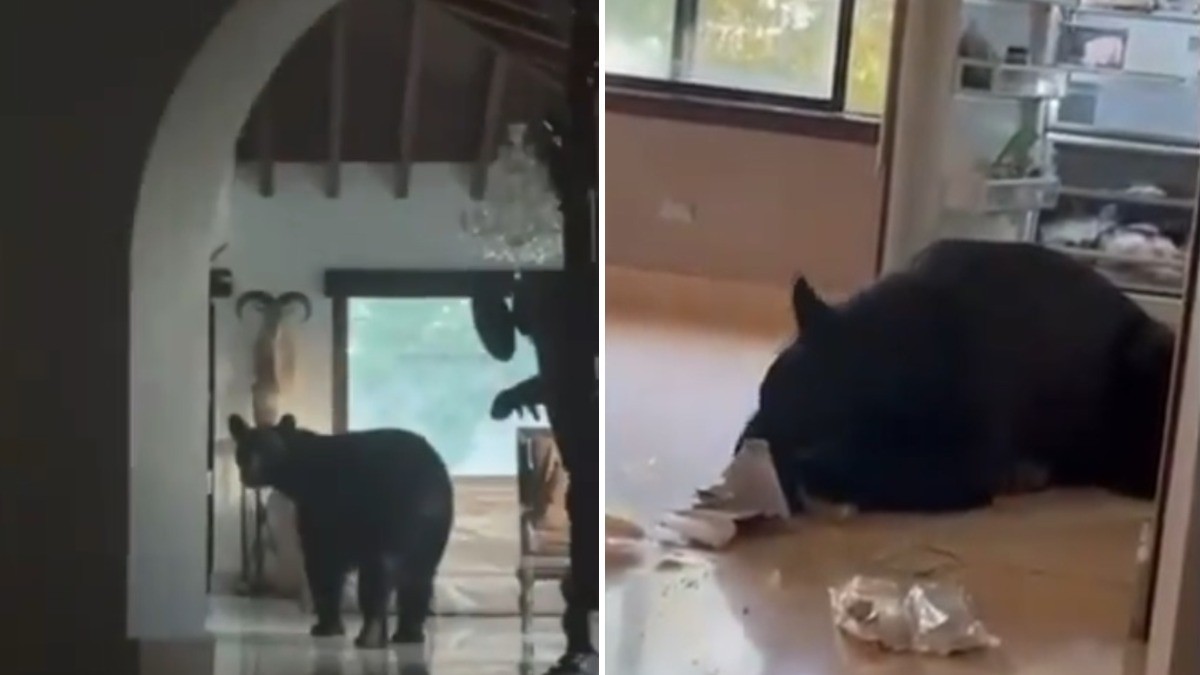 VIDEO Captan a oso al entrar a una casa, abrir el 'refri' y terminarse la despensa