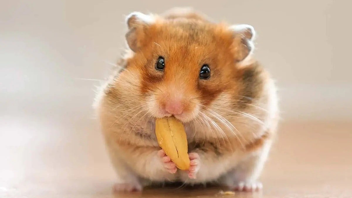 Mujer atacada a mordidas por un hámster fallece al llegar al hospital