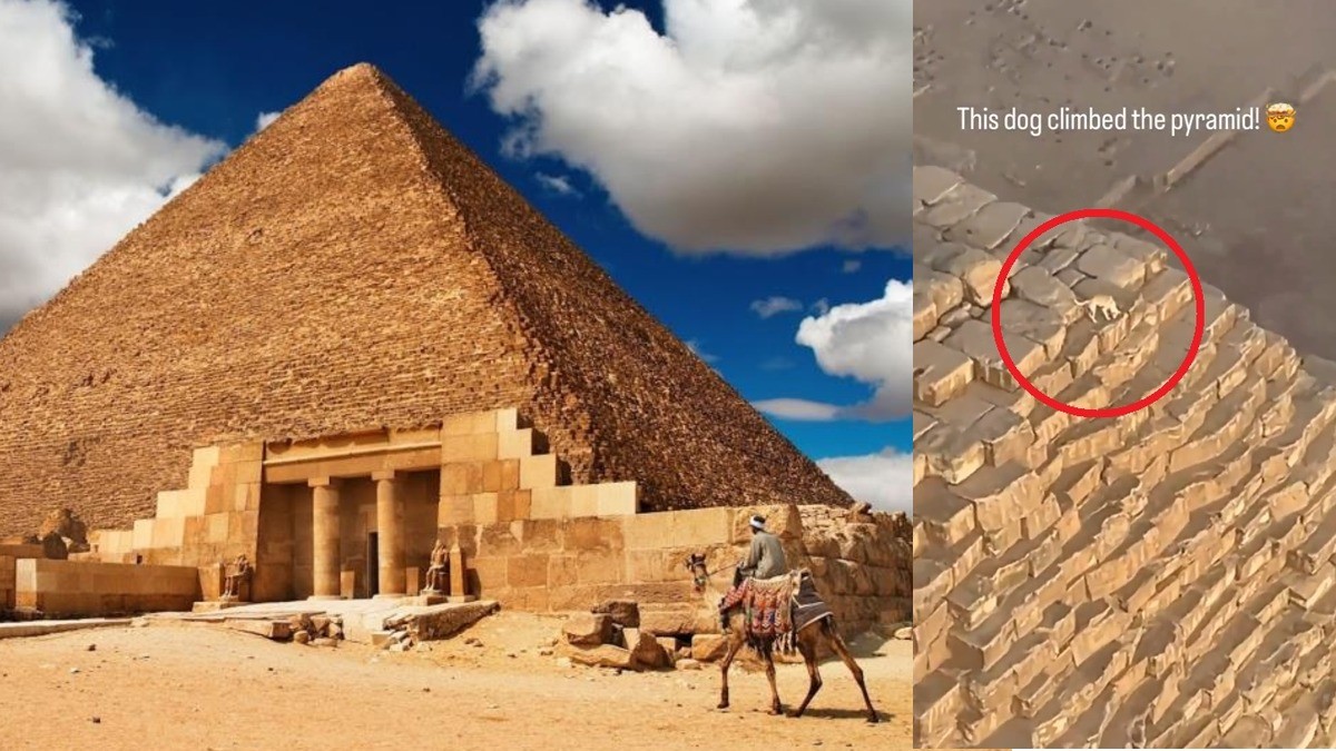 VIDEO Perrito se hace viral al subir hasta la cima de la Gran Pirámide de Giza en Egipto