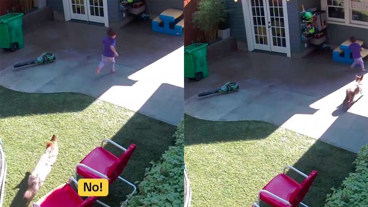 VIDEO Captan el momento en que un coyote persigue a una niña de 4 años en su propia casa