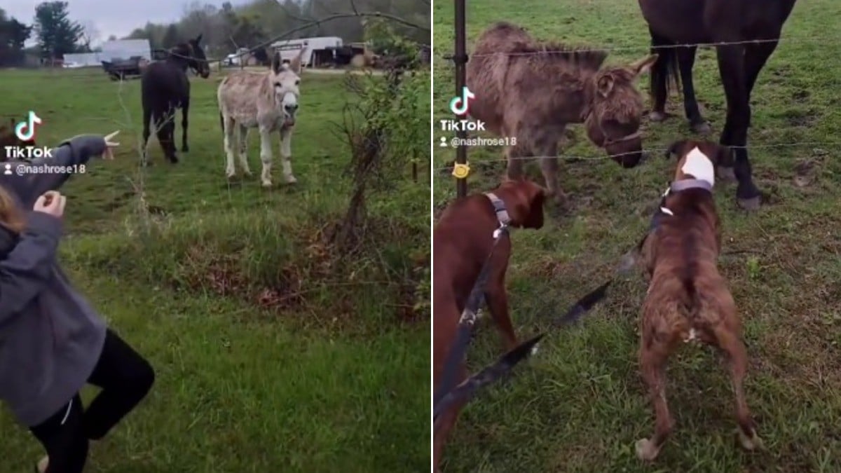 VIDEO Así 'ríe a carcajadas' el burro que se volvió viral por 'burlarse' de un perro