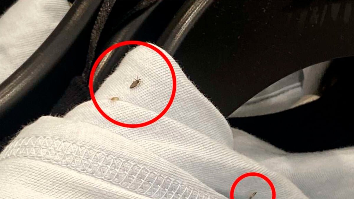 ¿Ropa de paca? Con este truco podrás detectar si tiene chinches