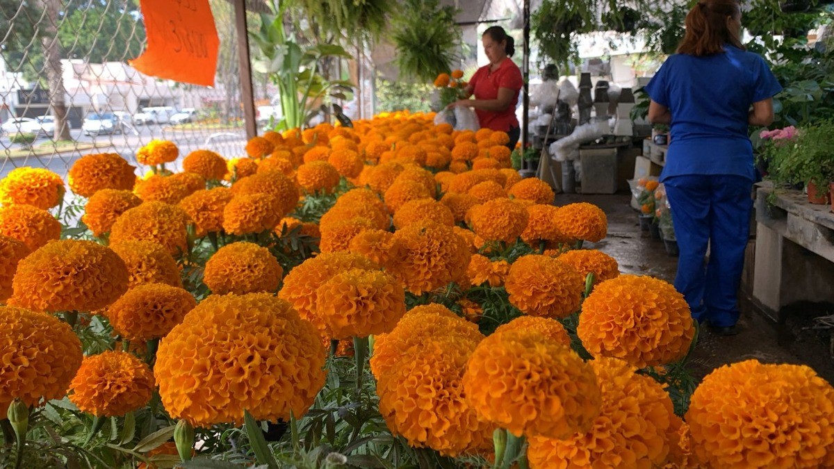 Cempasúchil, la flor del sol que guía a los muertos y 'da vida' al comercio