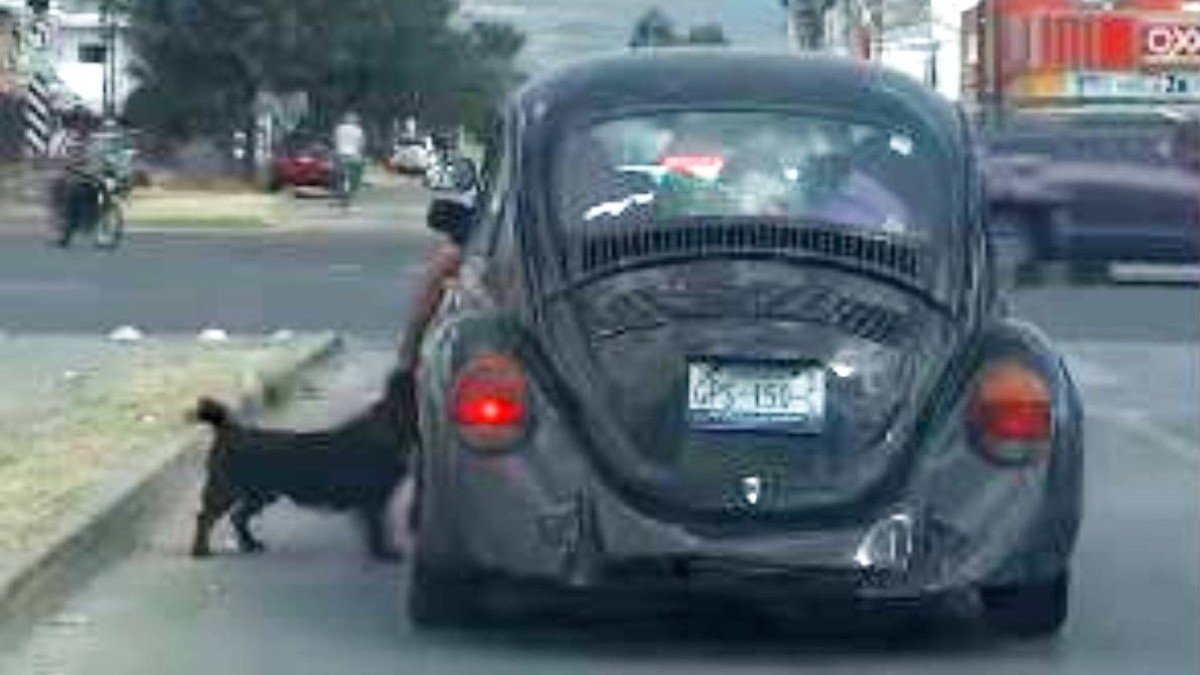 VIDEO Conductor de León abandonó a perrito; asustado corrió tras el auto y no lo alcanzó