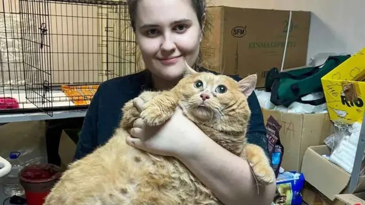 Muere el gatito más gordo del mundo tras acudir a un centro para bajar de peso