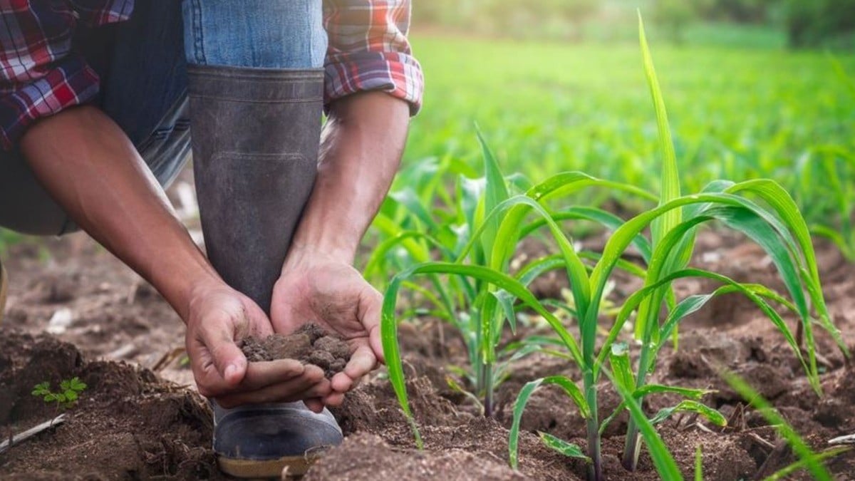Elimina el SAT declaración anual para estos contribuyentes