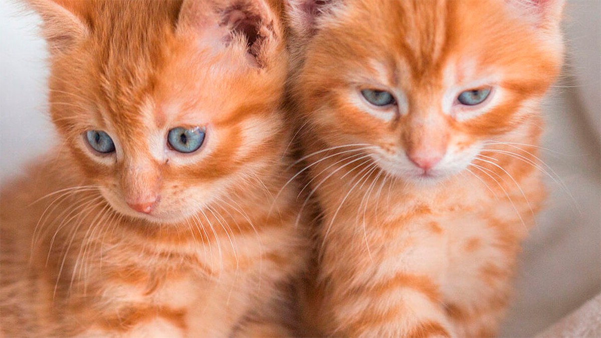 Según los especialistas, estas son las enfermedades que pueden contagiar los gatos