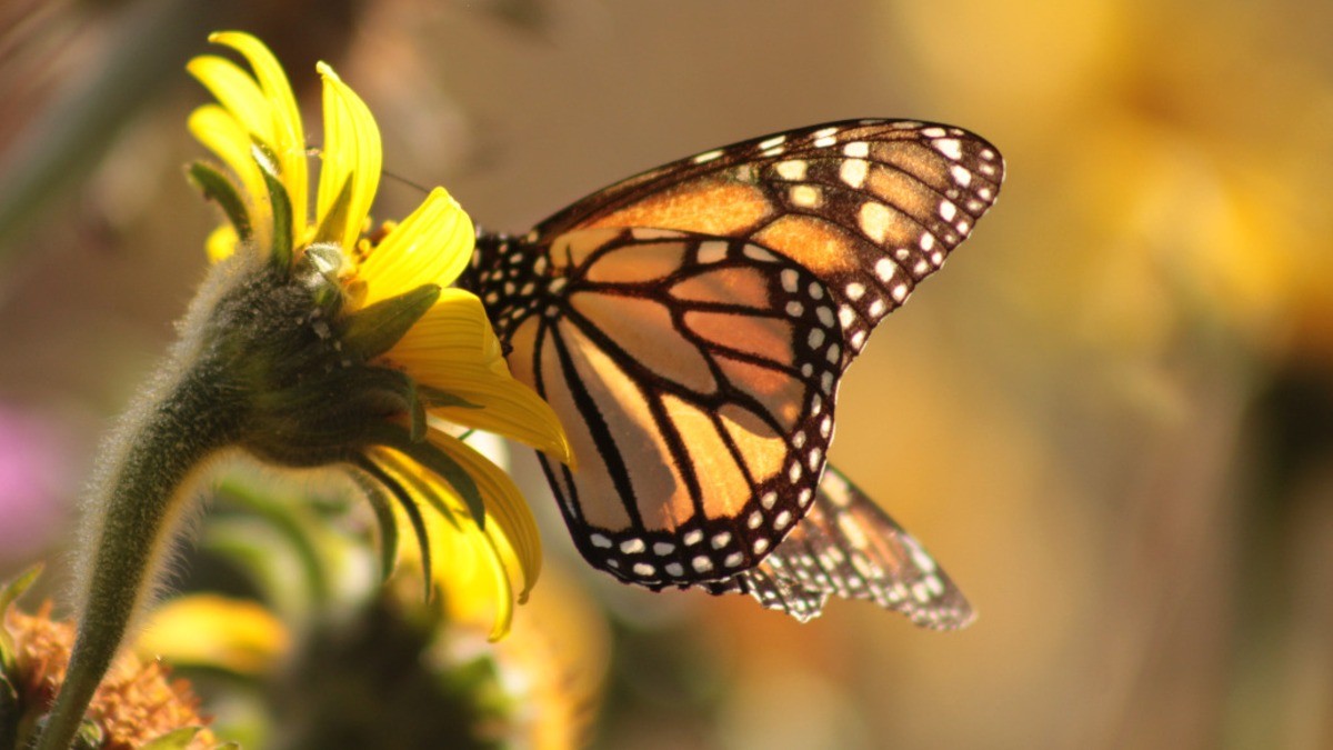 Monitorean mediante App paso de la mariposa Monarca por Guanajuato