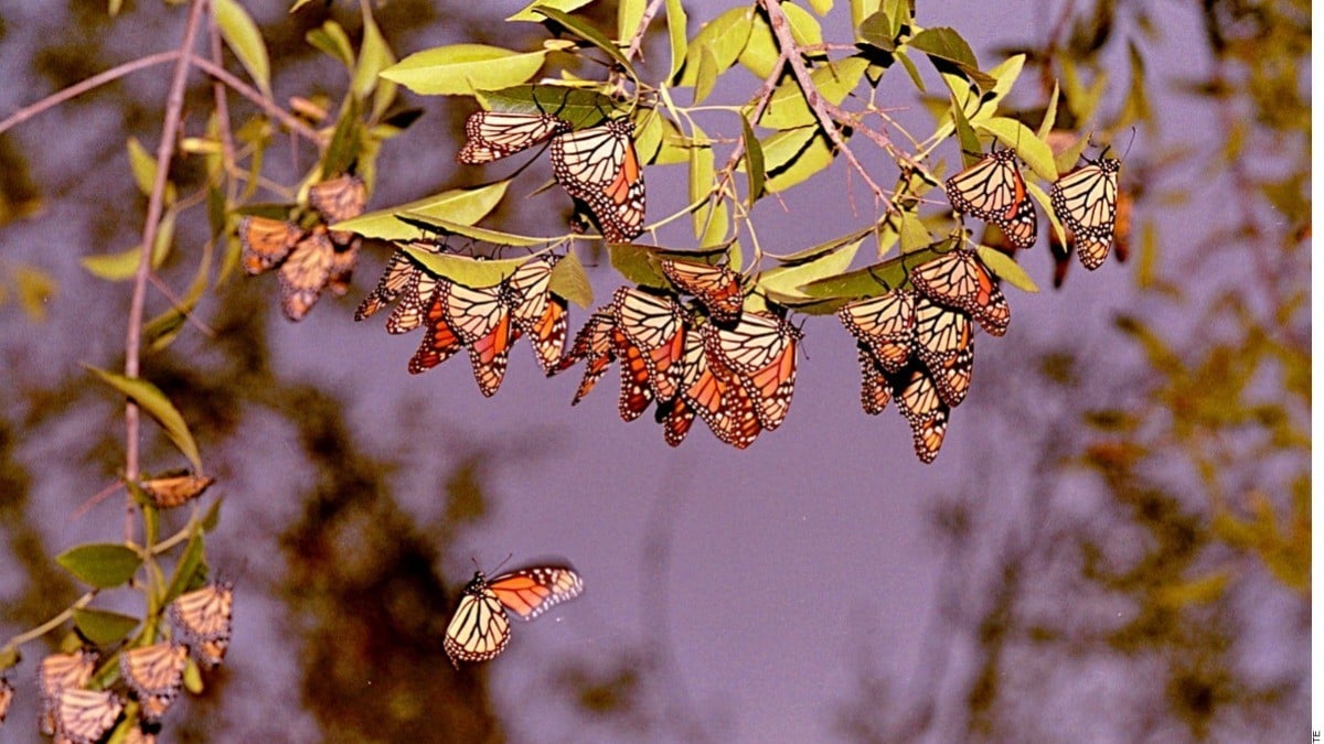 Mariposas monarca retardan su vuelo