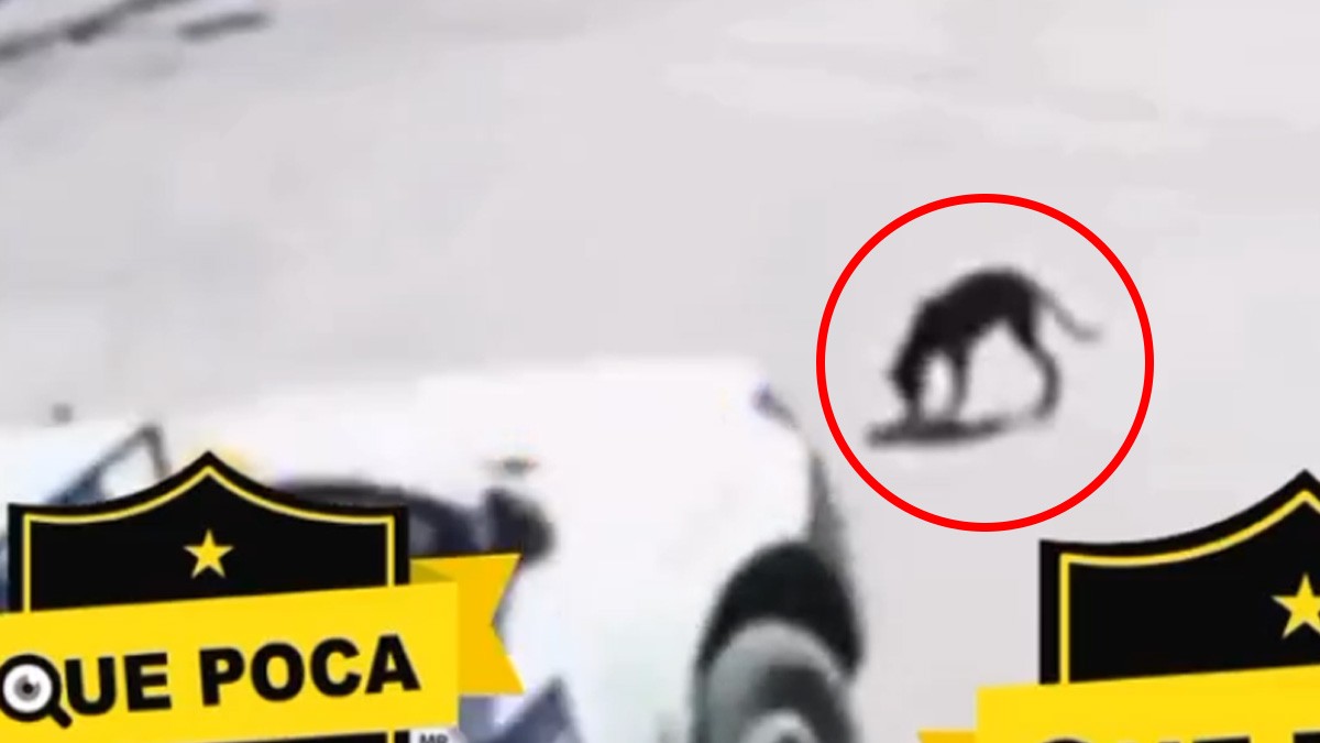 VIDEO Captan cuando camión repartidor arrolla y mata intencionalmente a un perrito