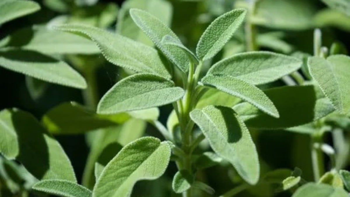 Salvia, la planta sagrada que regula el azúcar en la sangre y mejora la memoria
